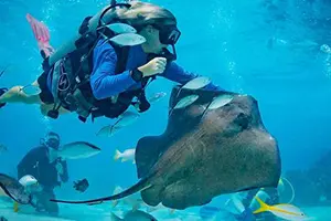 Diving Cayman Islands