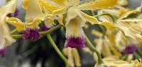 Cayman's Flora and Fauna
