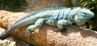 Cayman's Local Animals