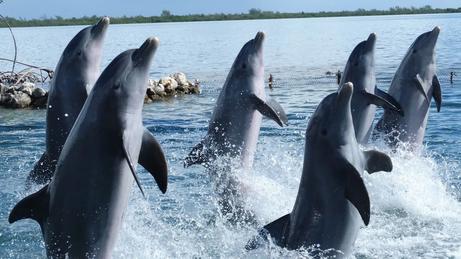 about cayman nature