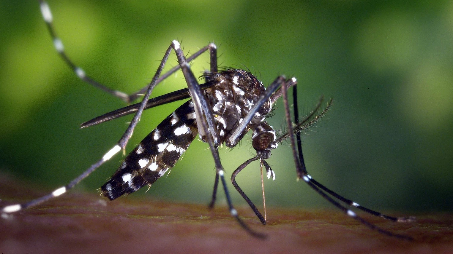 cayman mosquitos